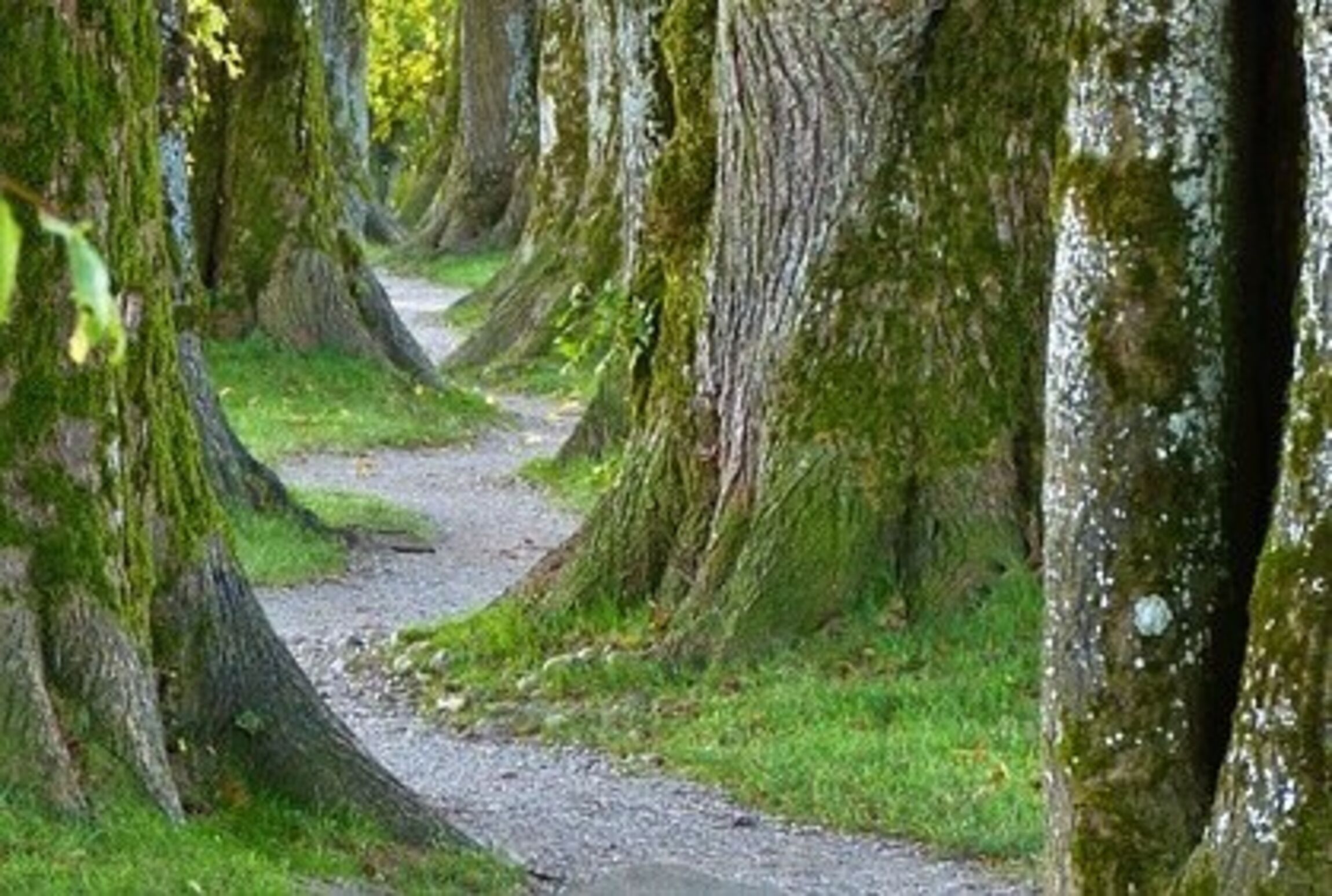 Foto: silviarita, www.pixabay.de