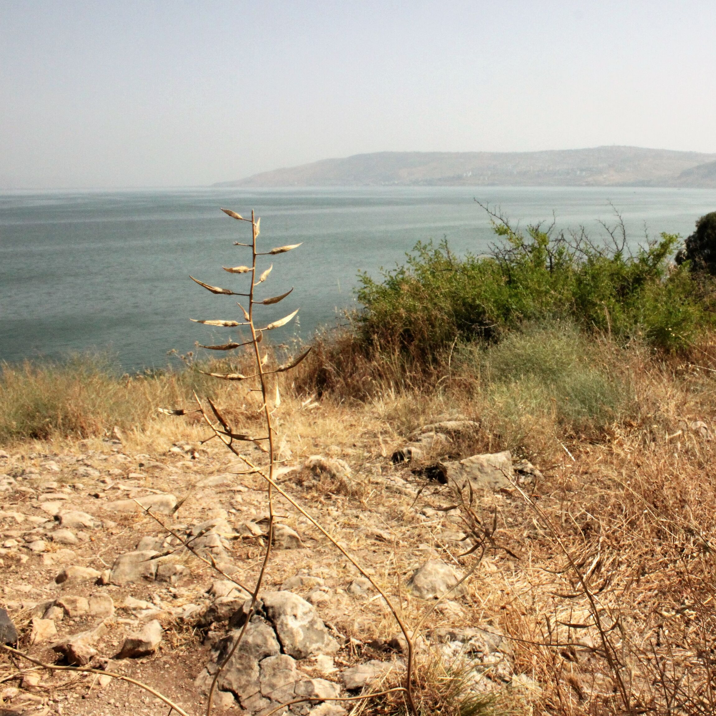 Senfpflanze mit Blick auf den See Genezareth.