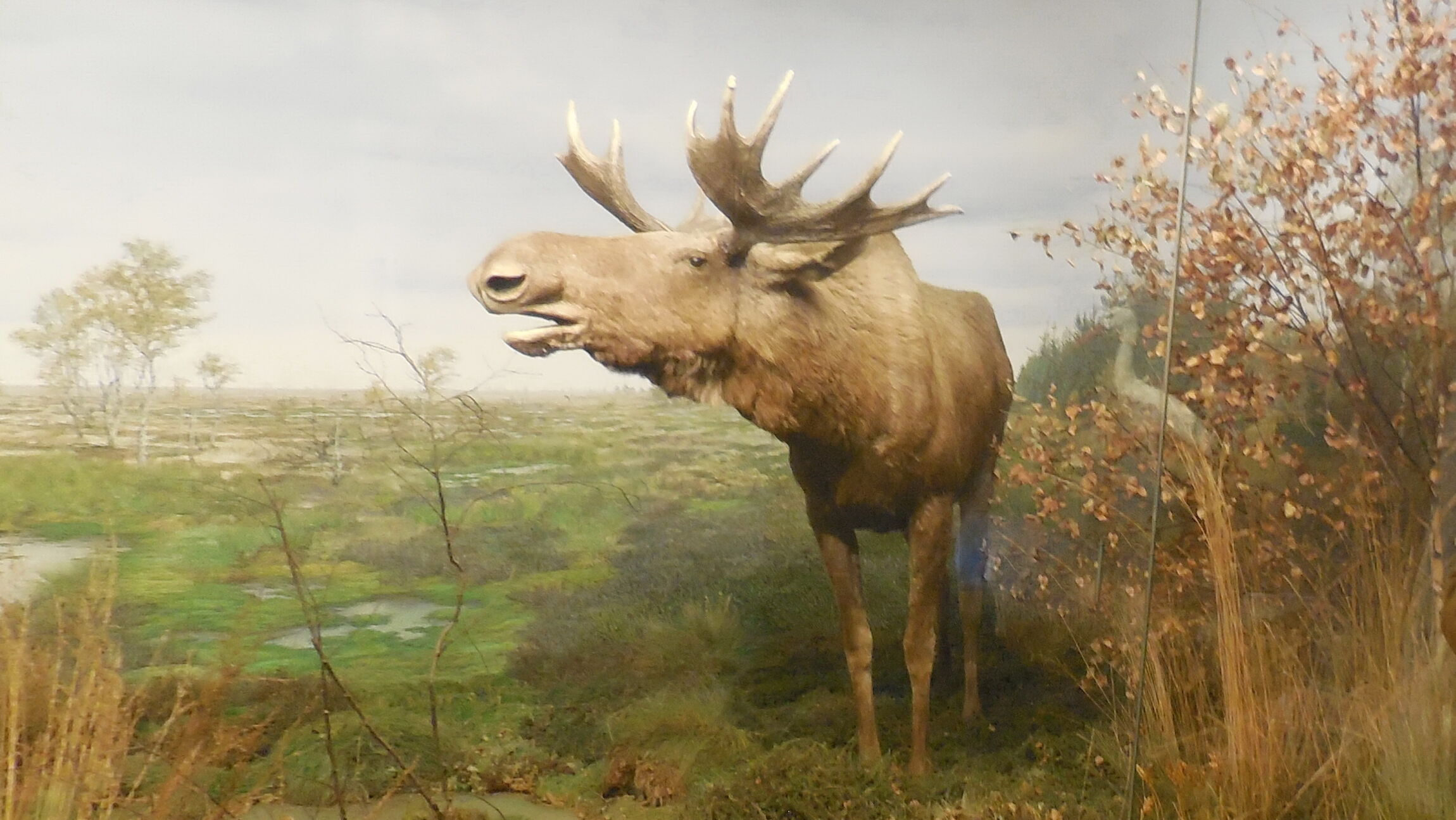 Ostpreusenmuseum - Elch