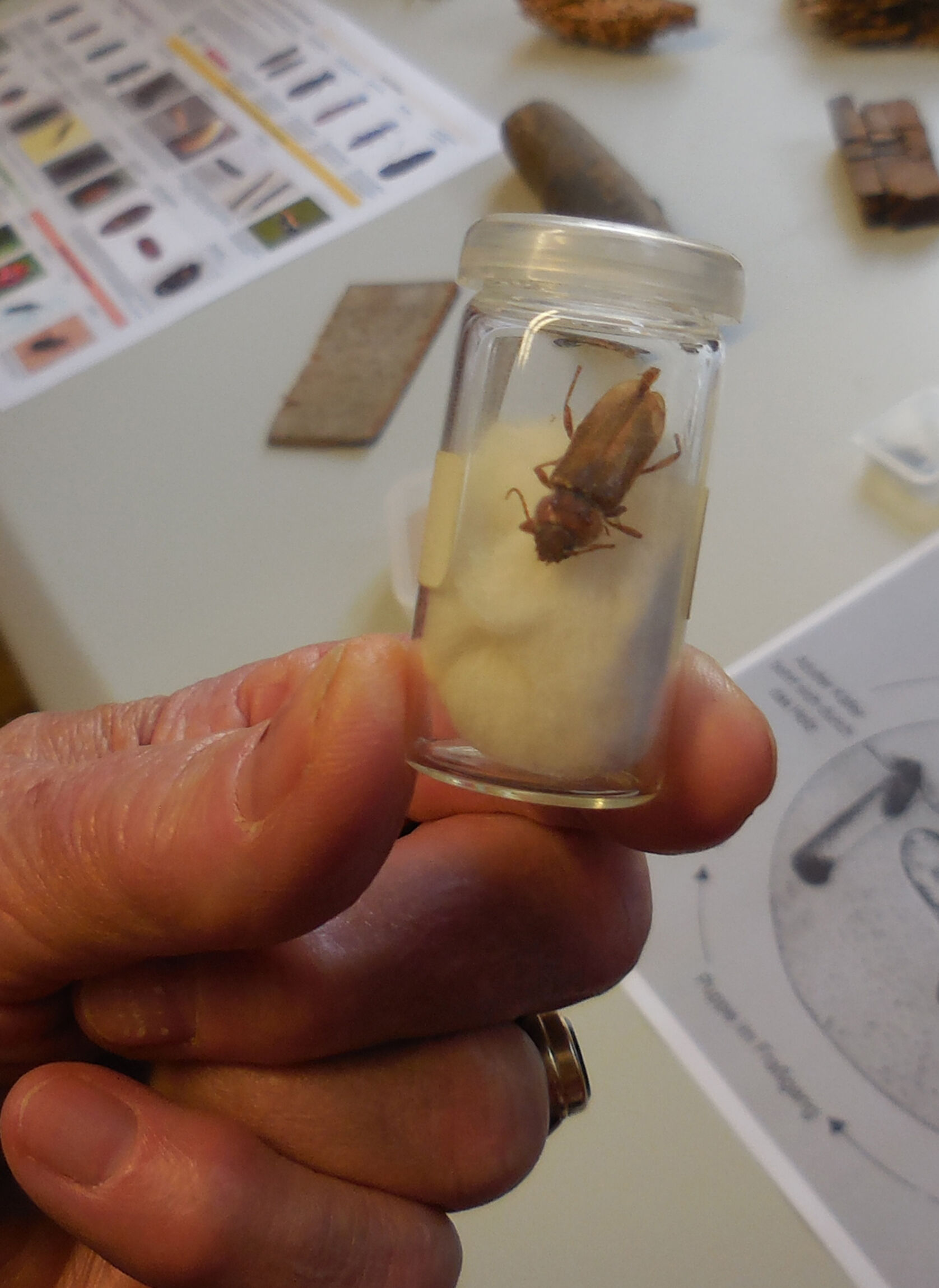 Klosterkammer - Schädlinge