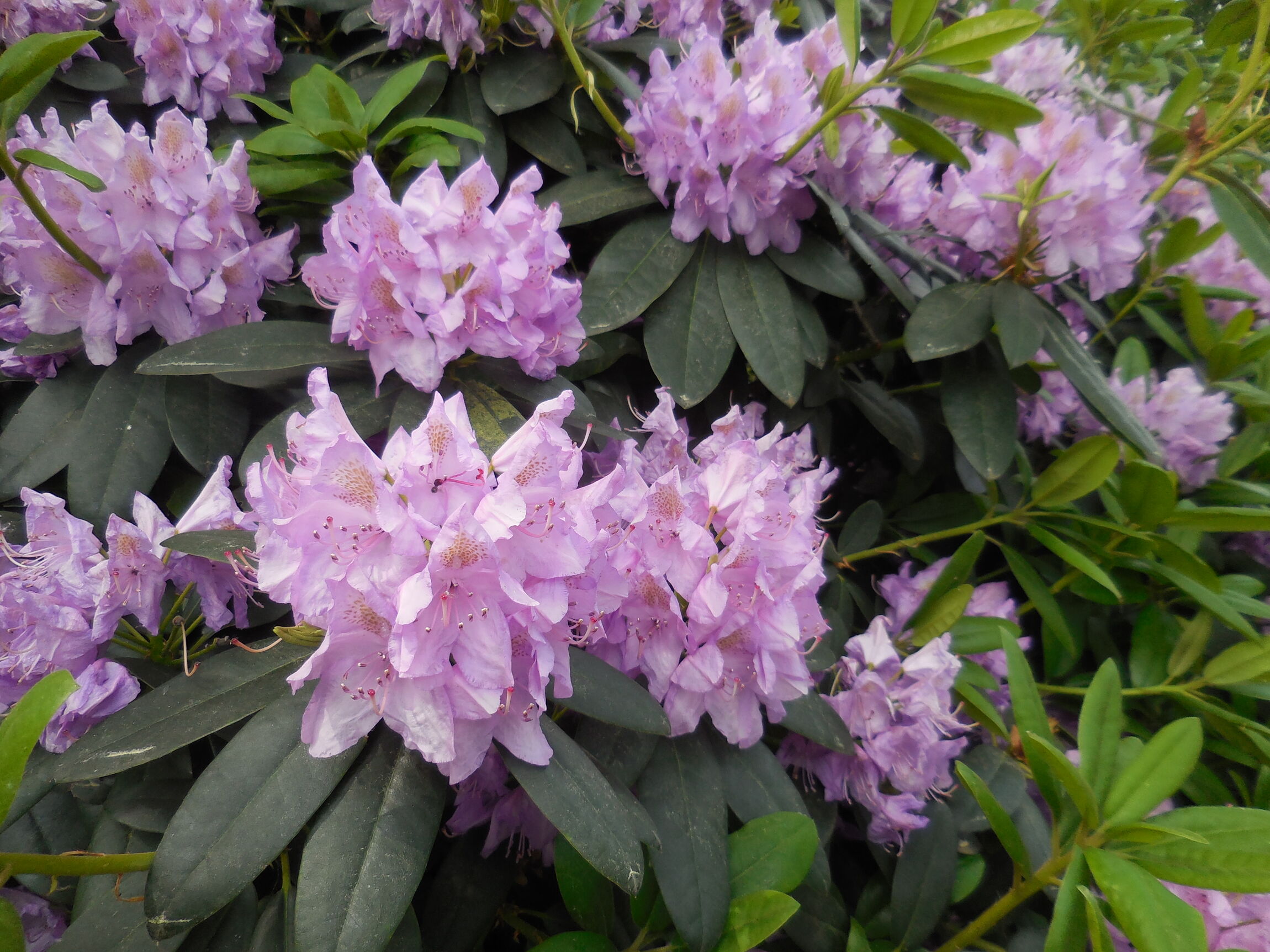 Stöcken - Friedhof, Rhododendronblüte