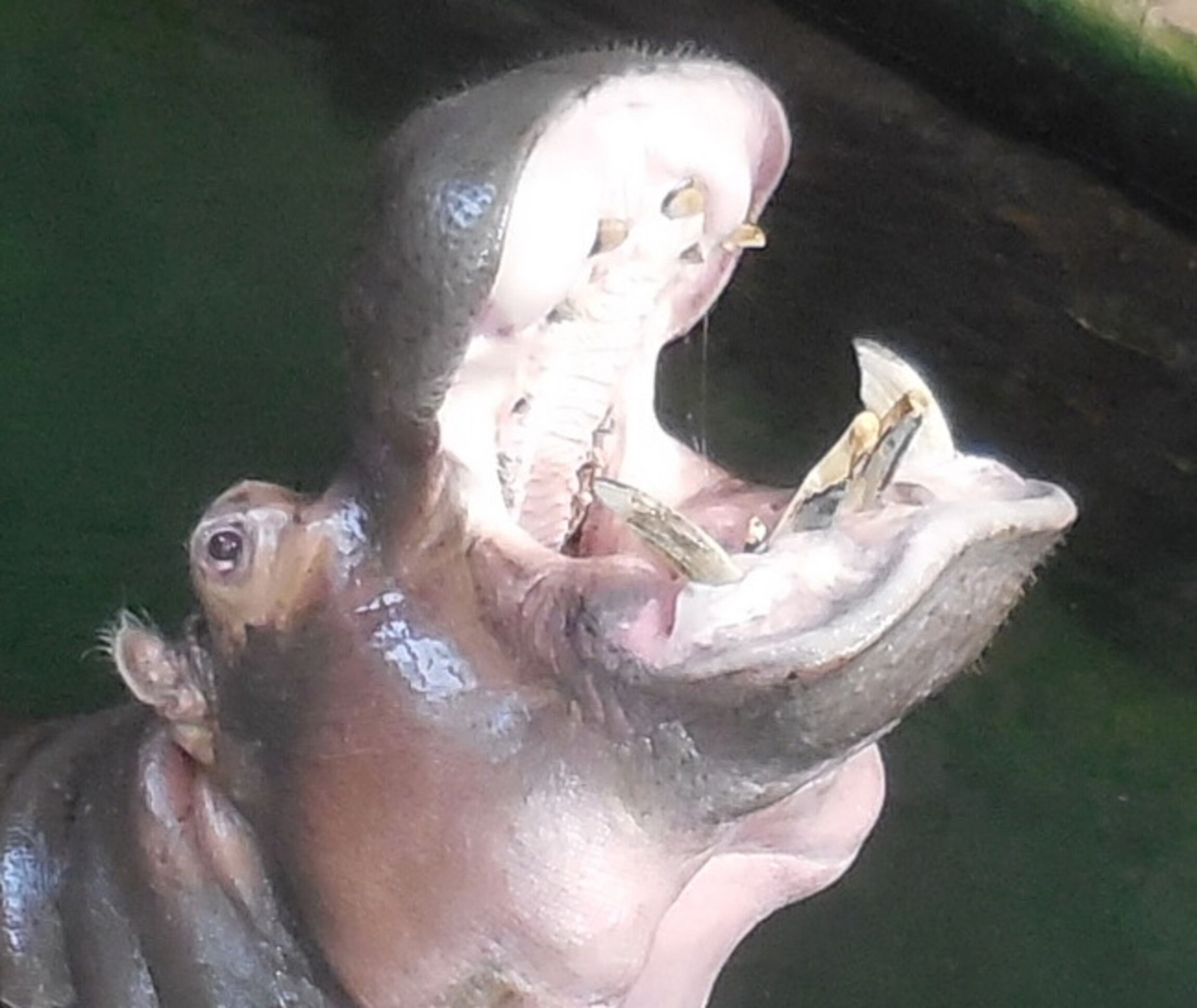 Gemeindeausflug Zoo - Teaser