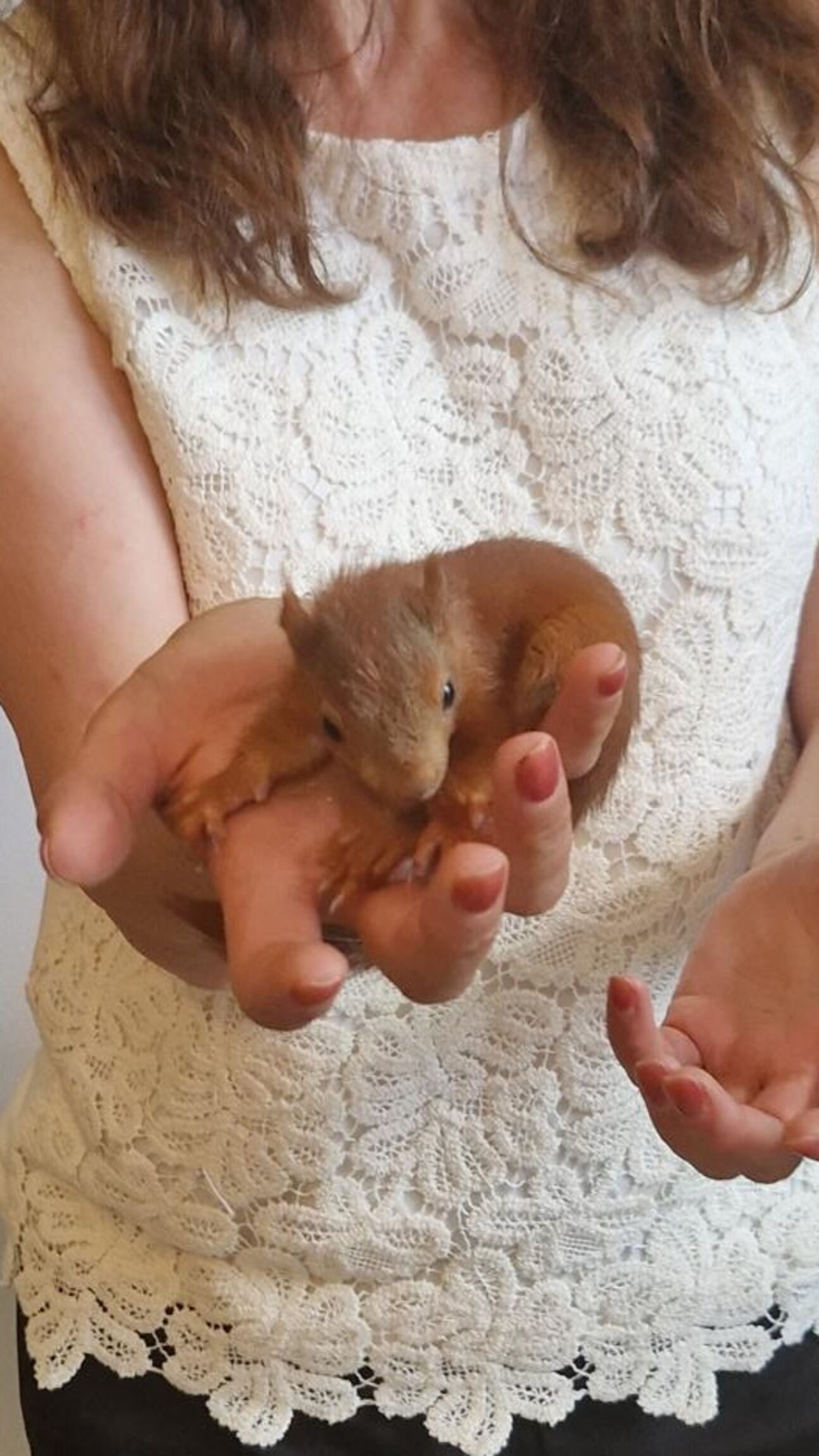 Eichhörnchen