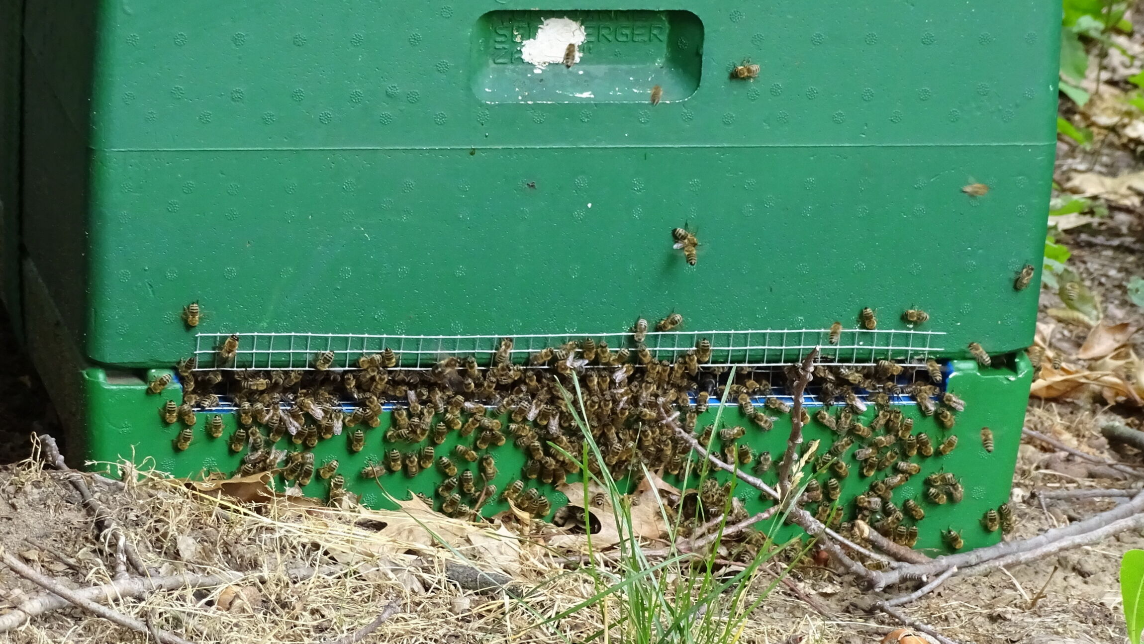 Bienenstock