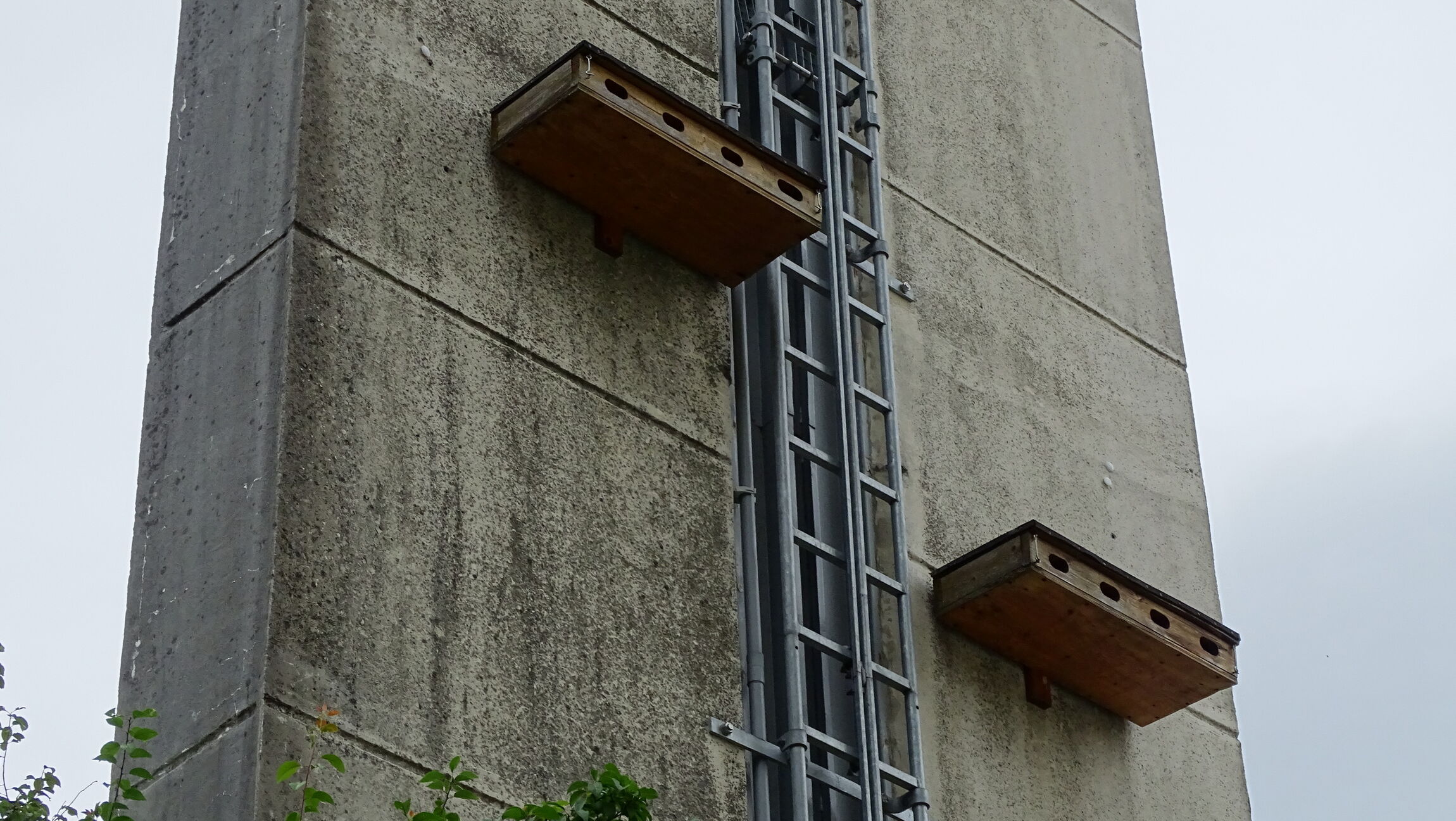 Mauersegler am Turm