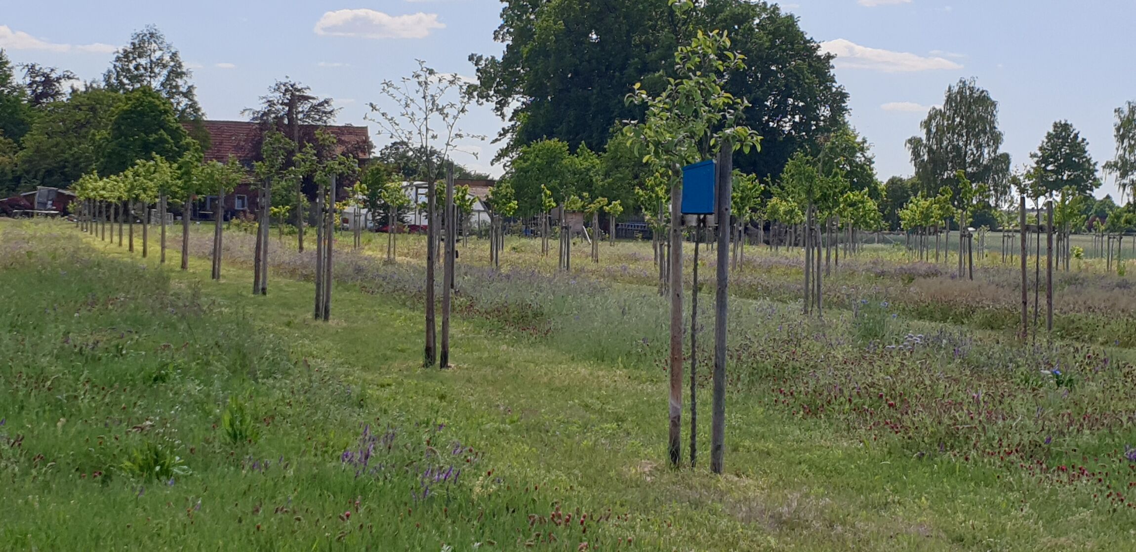 Himmelfahrtsgottesdienst auf der Streuobstwiese