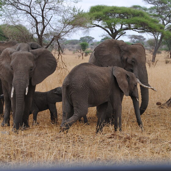 Partnerschaft Kondoa