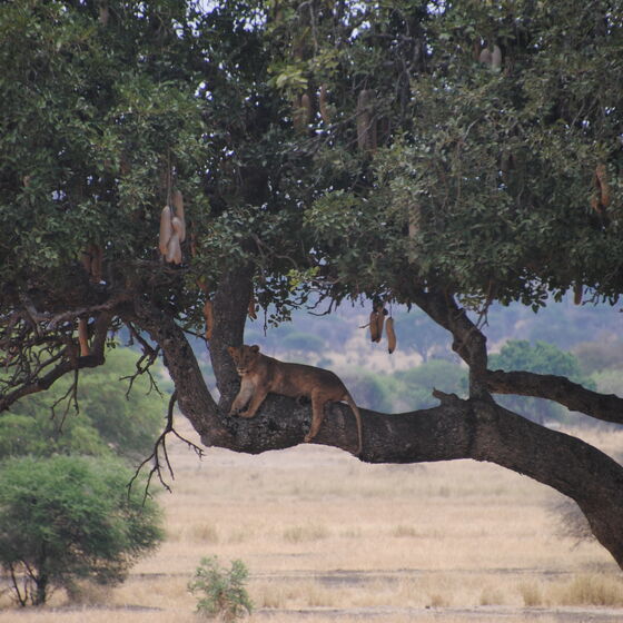Partnerschaft Kondoa