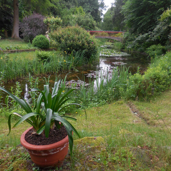 Teich mit Kübelpflanze