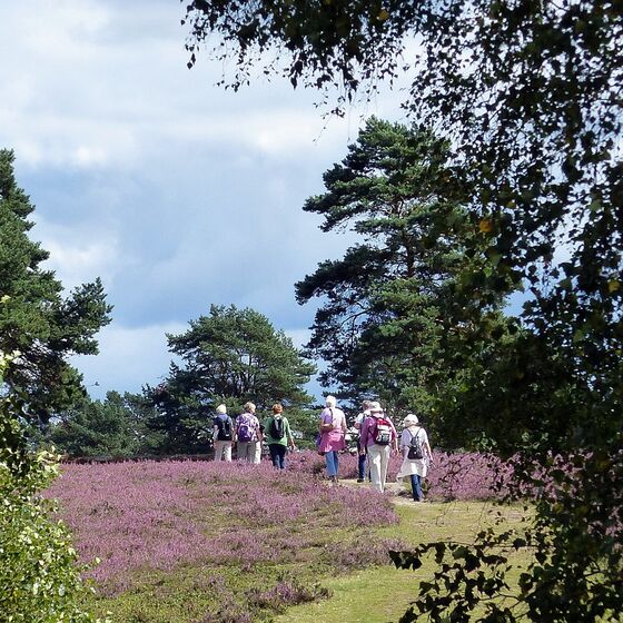 Wegestueck durch die bluehende Heide