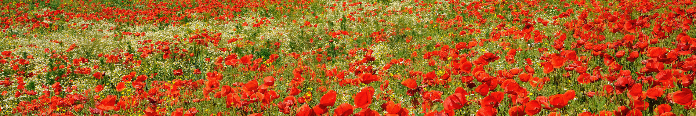 Wiese mit Klatschmohn vor Dorfsilouette