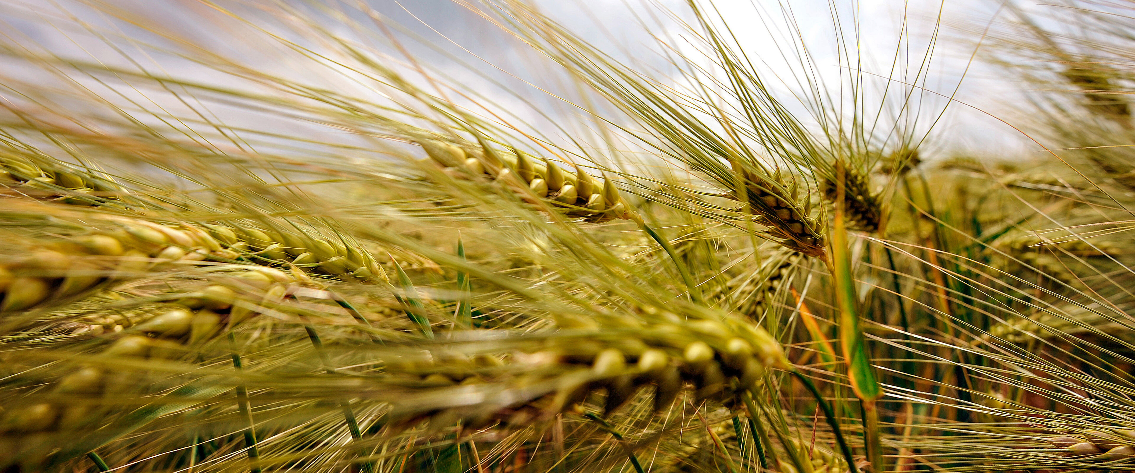 Nahaufnahme: Weizen-Ähren