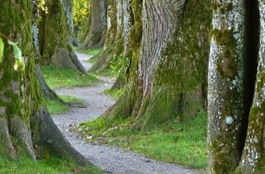 Foto: silviarita, www.pixabay.de