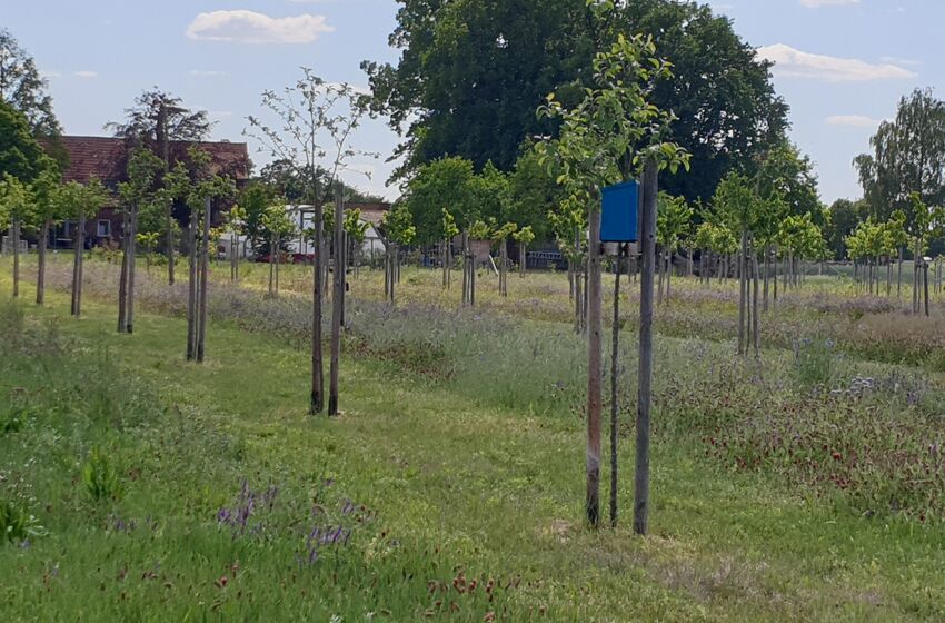 Himmelfahrtsgottesdienst auf der Streuobstwiese