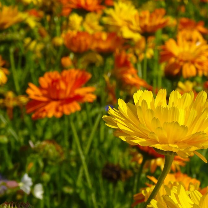 Blumen Sommer 