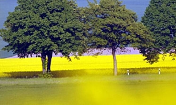 Baumallee zwischen Rapsfeldern